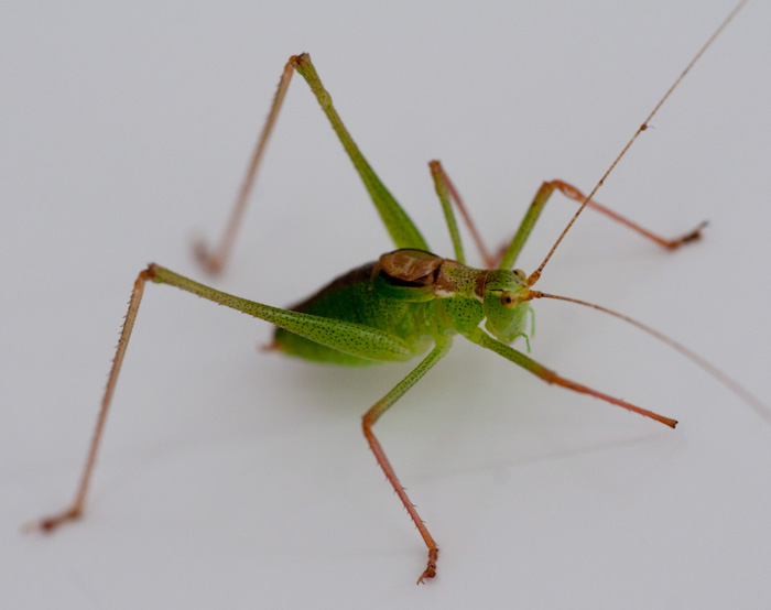 Grasshopper on fridge - Micro-Nikkor 55mm