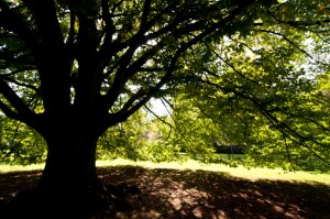 The Tree (available light)