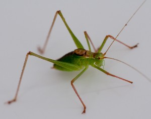Grasshopper on fridge - Nikon Micro 55mm